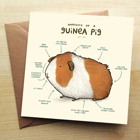 Sophie Corrigan greeting card with a humorous anatomy of a guinea pig 